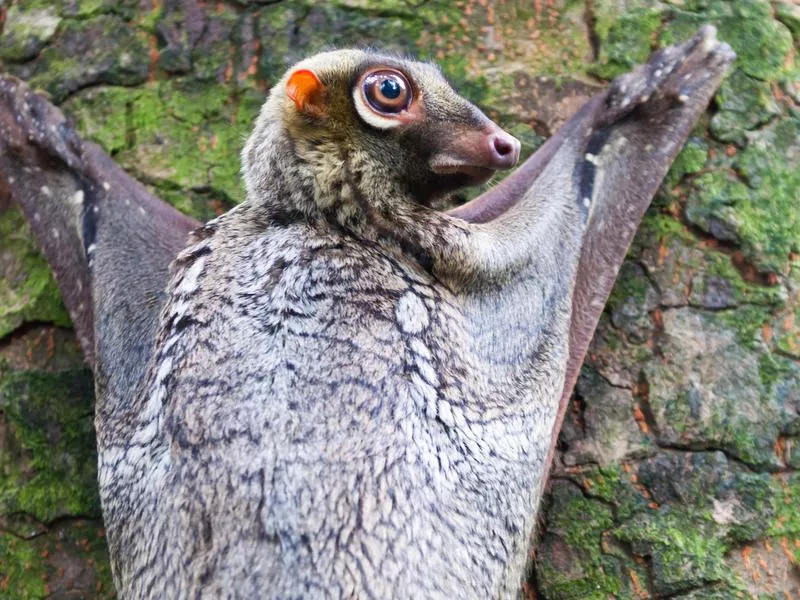 Sunda Colugo