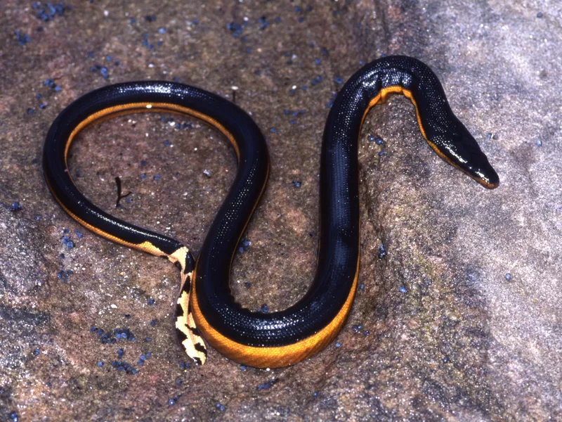 Yellow-bellied Sea Snake