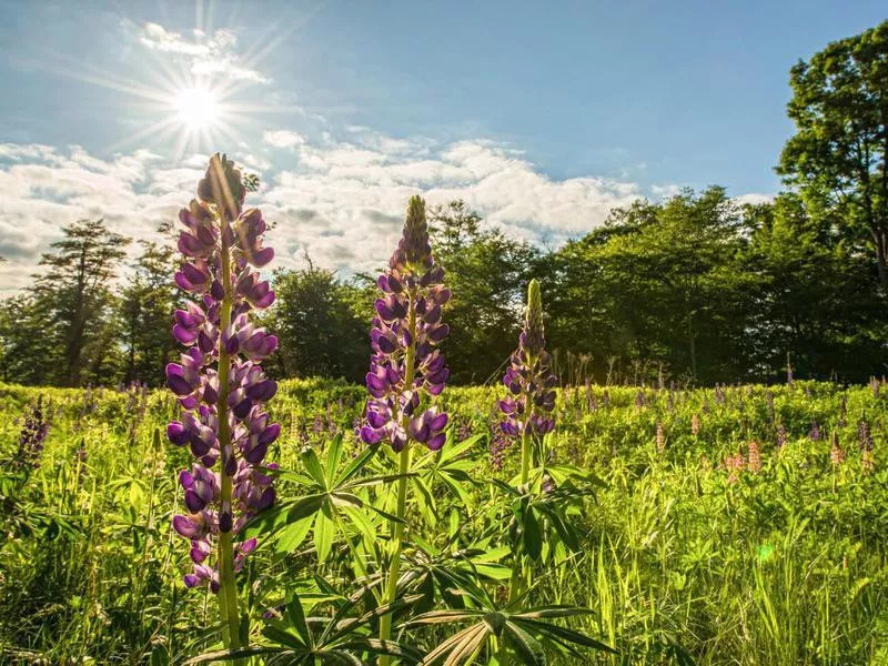 Lavender flowers growing at Cherry springs state park