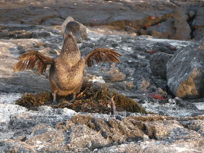 Flightless cormorant