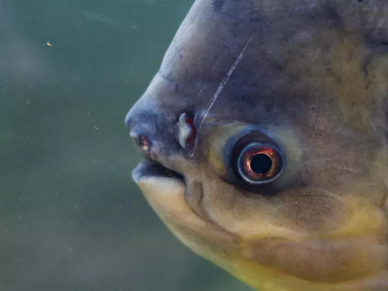 Pacu closeup