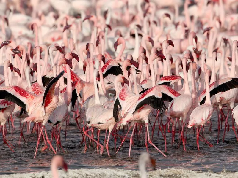 Flamingos