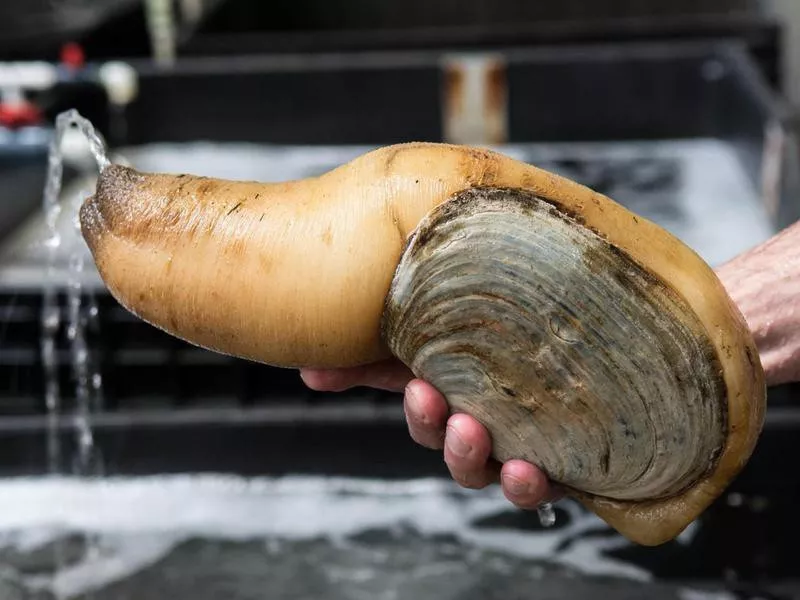 Geoduck