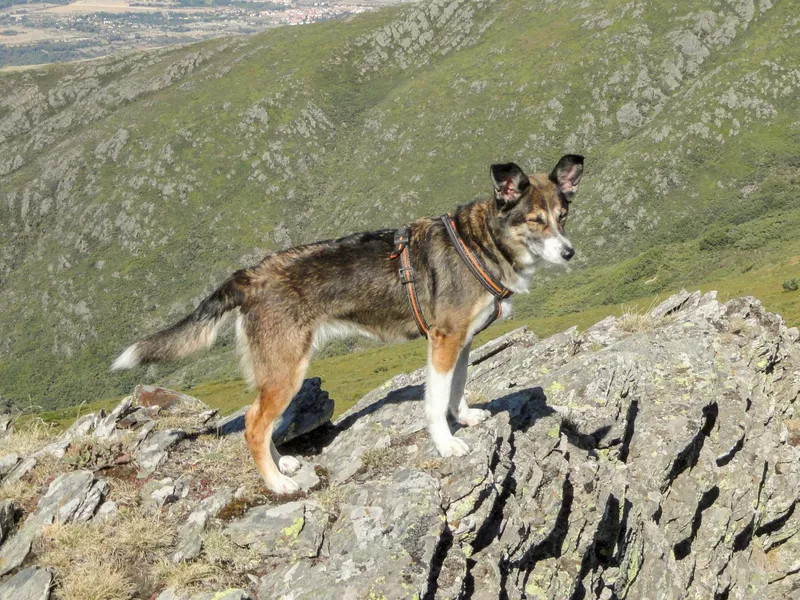 Norwegian Lundehund