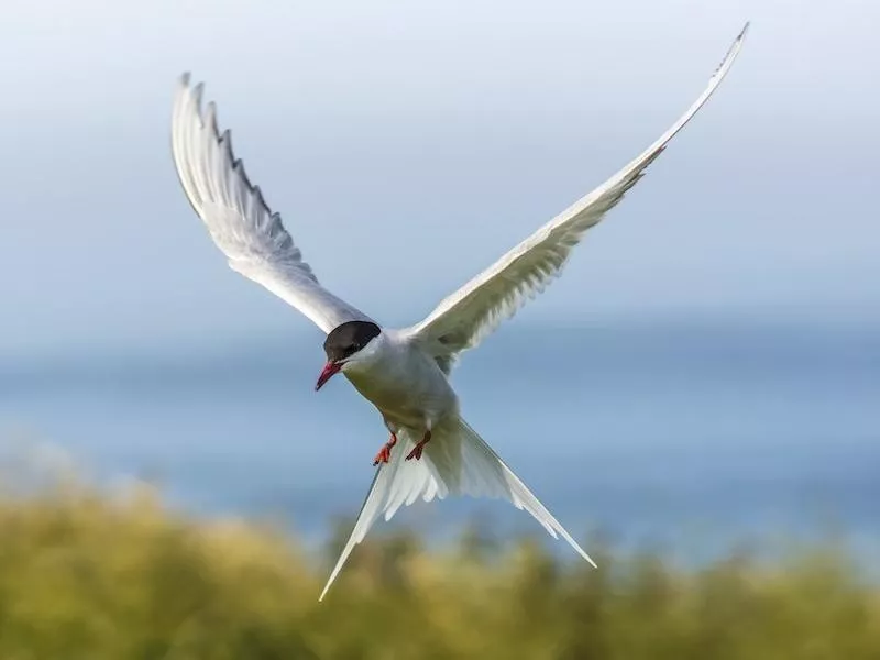 Arctic Tern