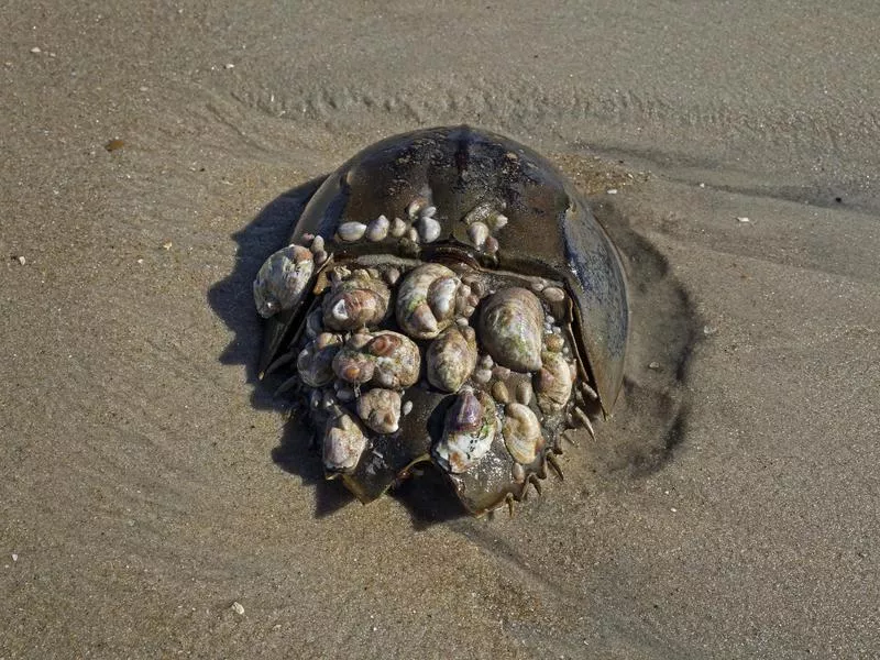 Horseshoe Crab on sand