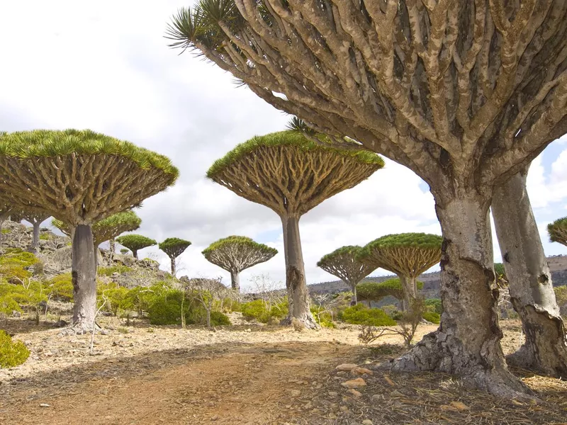 dragon trees in Socora Island, Yemen