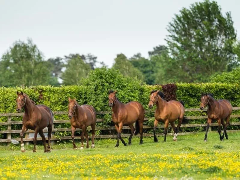 Irish National Stud & Gardens