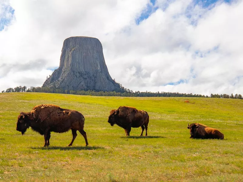 Devils Tower Bison