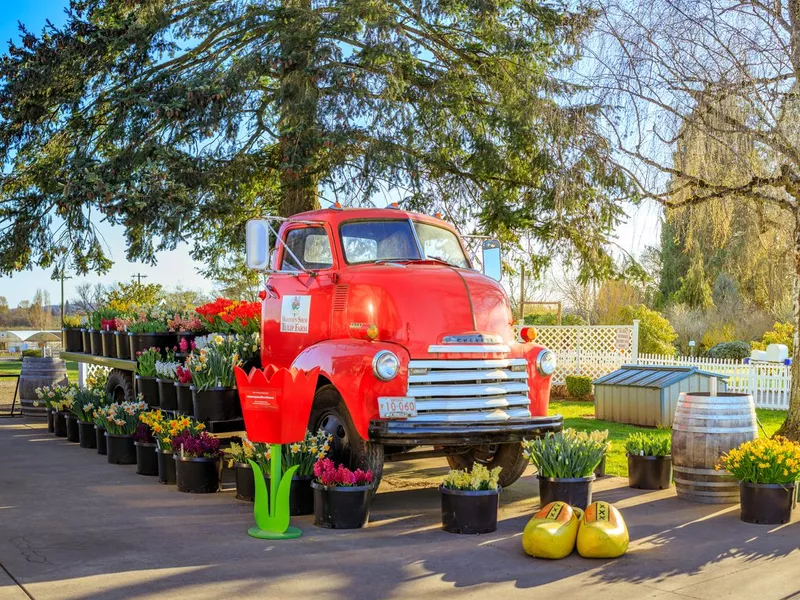 Scene of Wooden Shoe Tulip Festival, Farm in the Clackamas County, Oregon