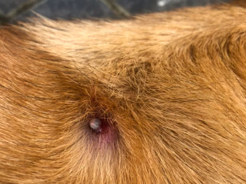 Australian Paralysis Tick on dog