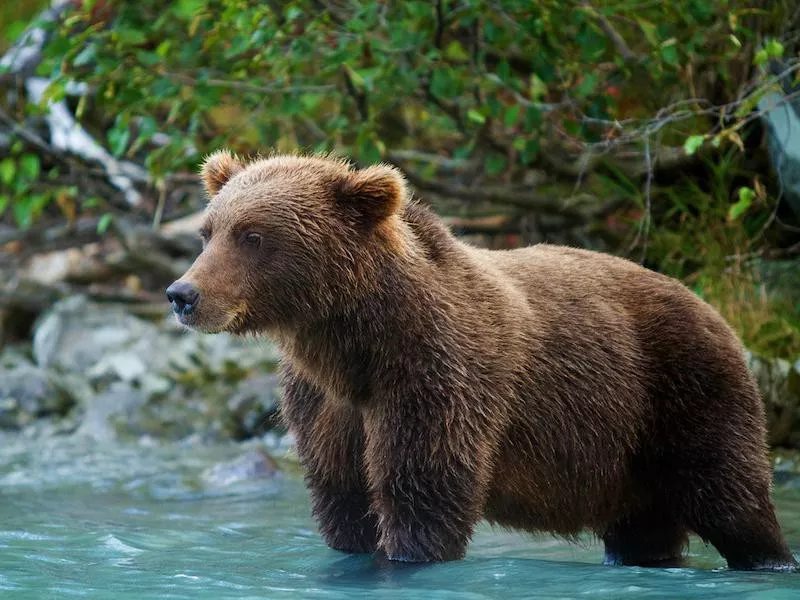 Lake Clark