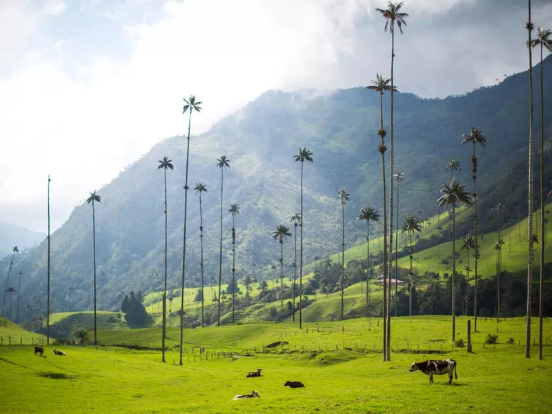 Cow stands by palm trees