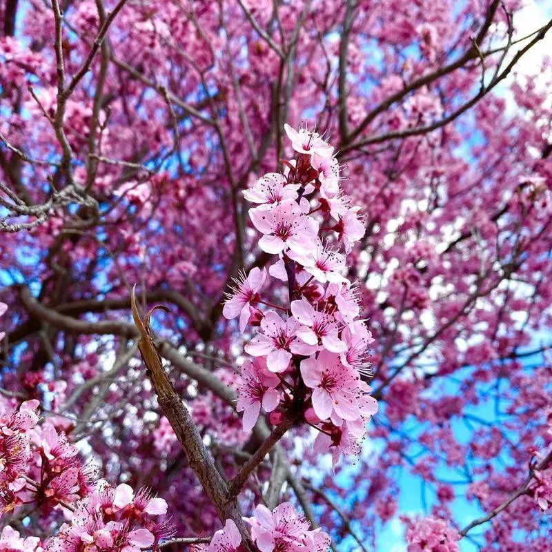 Cherry blossoms in South Wales, Australia