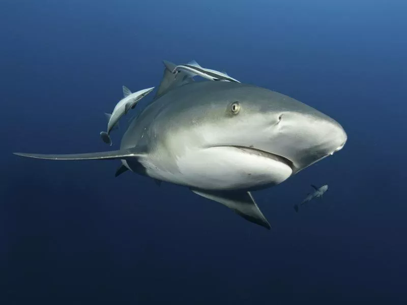 Bull shark