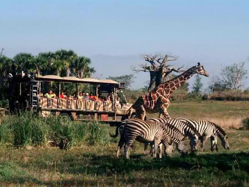 Kilimanjaro Safari