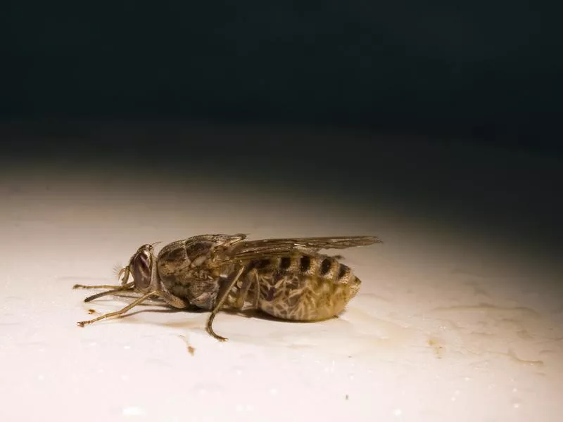 Tsetse fly