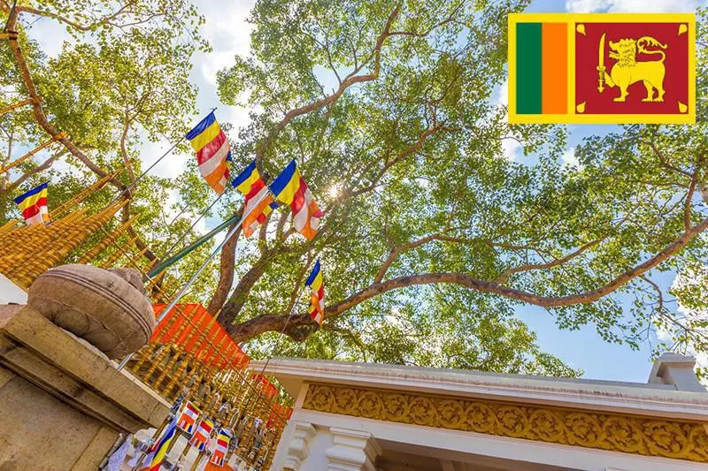 Sacred tree in Sri Lanka