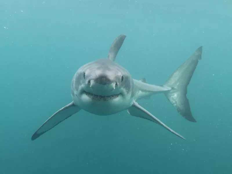 great white shark