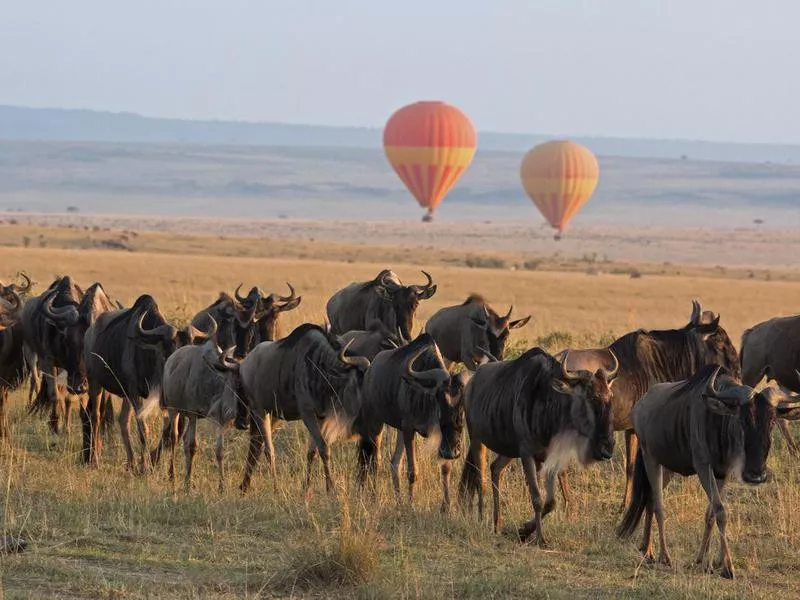 wildebeest