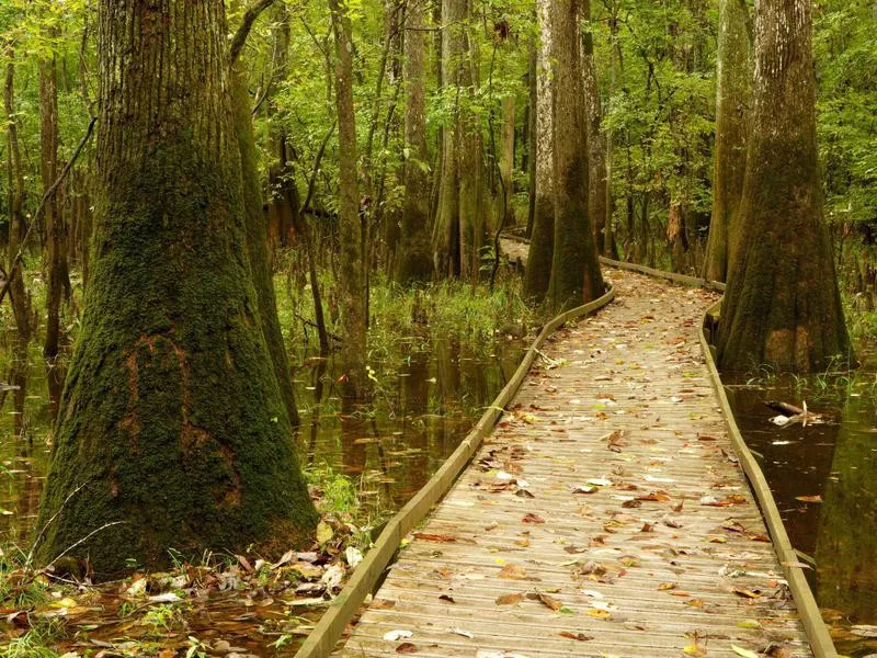 Congaree swamp