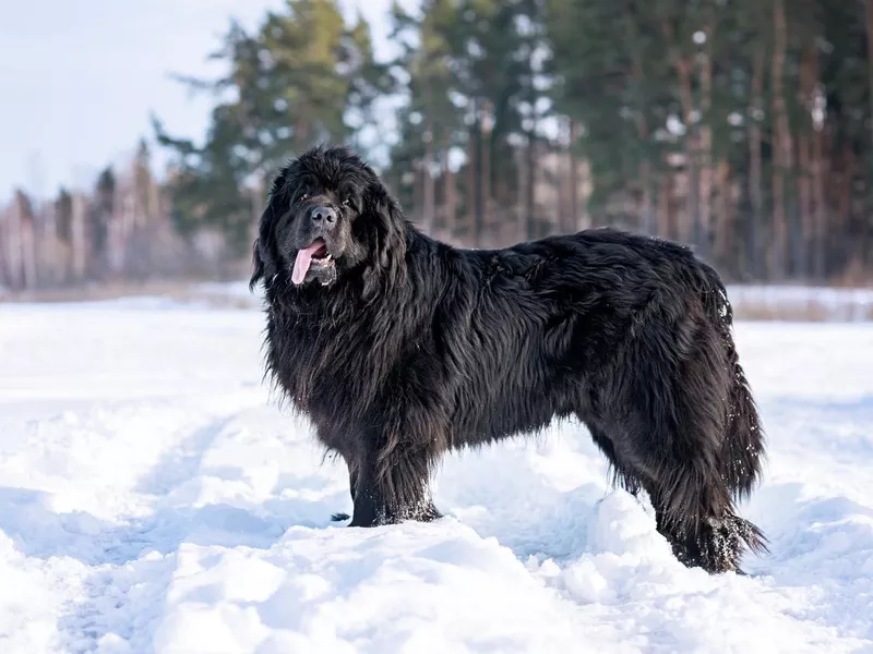 Newfoundland (Canis familiaris) adult