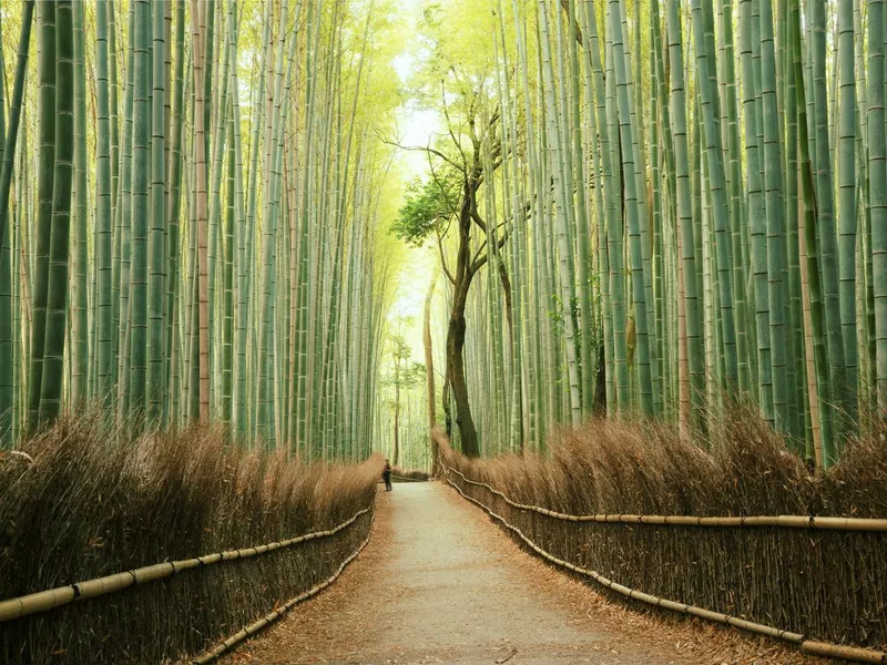 Arashiyama Bamboo Forest in Kyoto, Japan