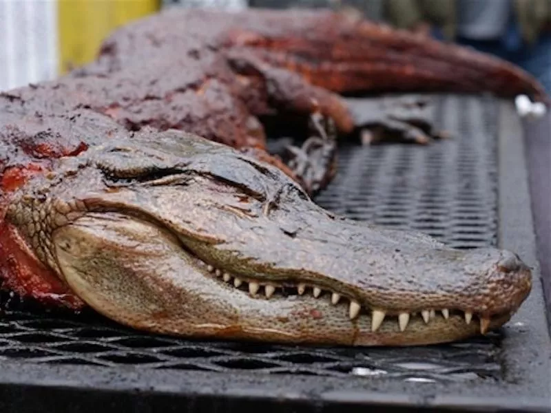 Gator