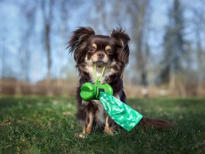 Small dog carrying its own waste bag