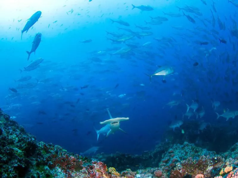 Hammerhead Shark at Cocos Island, Costa Rica