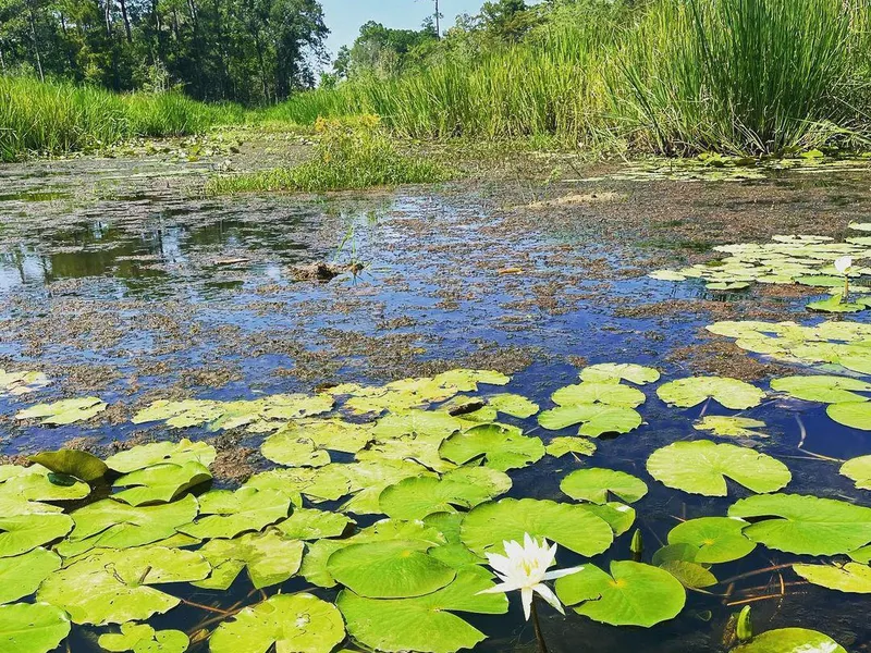 Swamp in Vidor, Texas