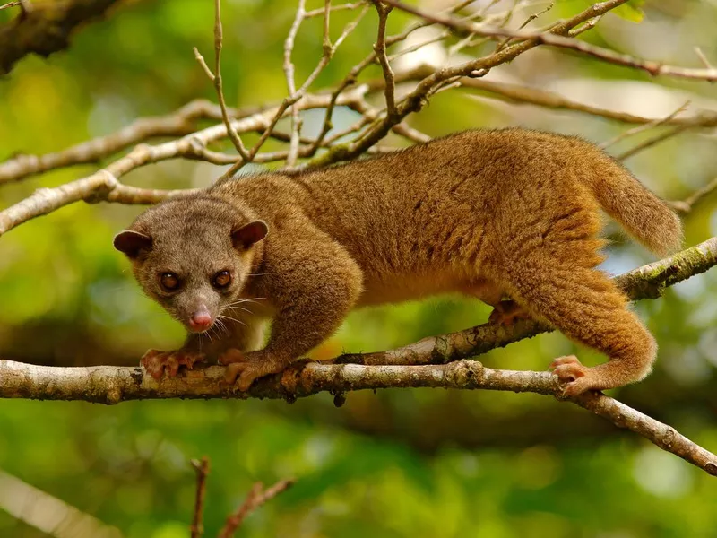 Kinkajou on a tree