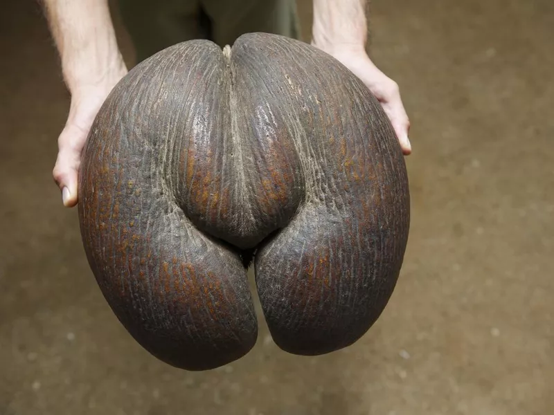 Coco de Mer Seed in Seychelles