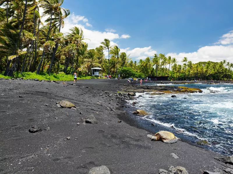 Turtles at Punalu'u