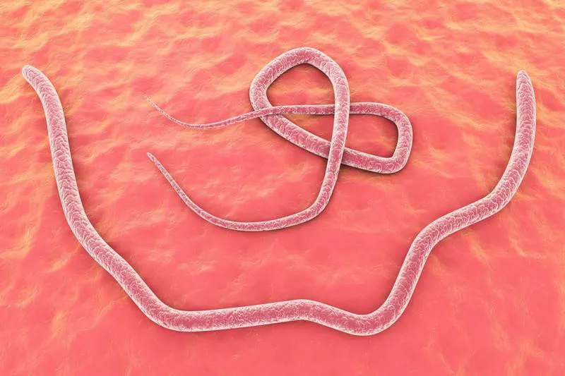 3D render of ascaris roundworm