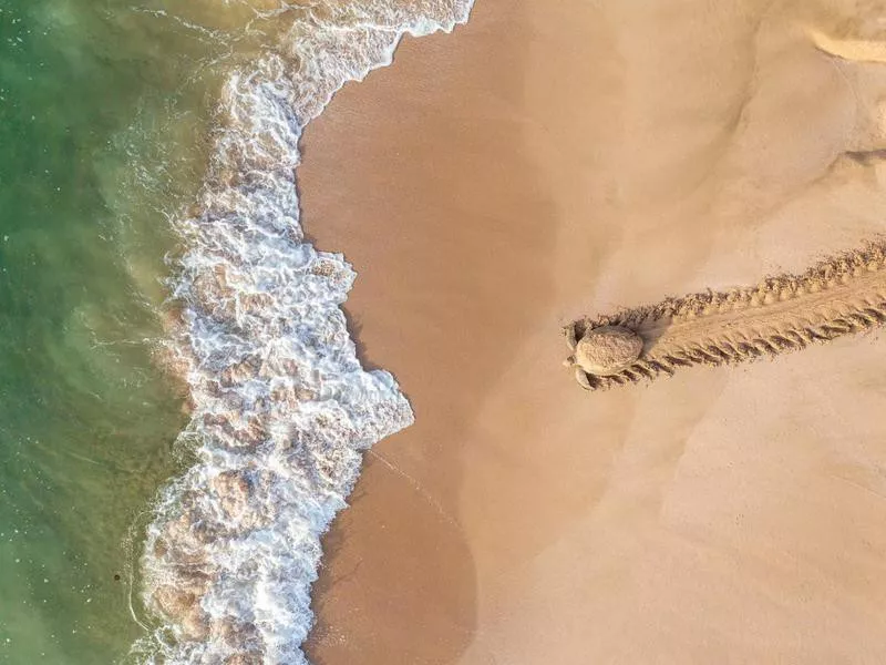 Turtle in Oman returning to water