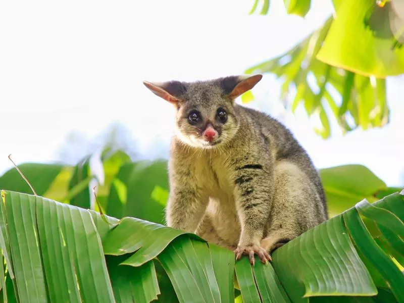 Australian Possums