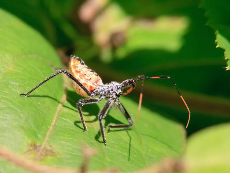 Assassin bug on leaf