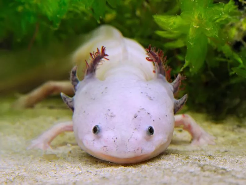 Mexican walking fish, axolotl