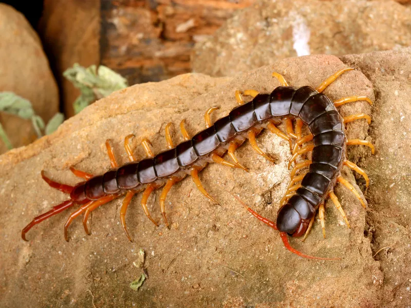 Giant Centipede