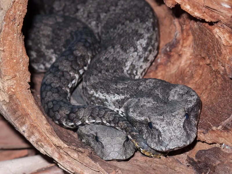 Common Death Adder