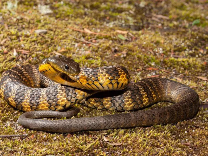 Australian Eastern Tiger Snake