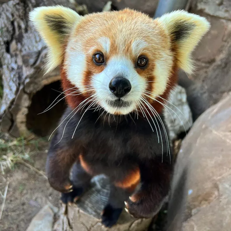 Red Panda at Sedgwick County Zoo