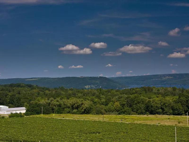 Vineyard in Hammonsport