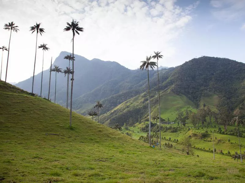 Cocora Valley