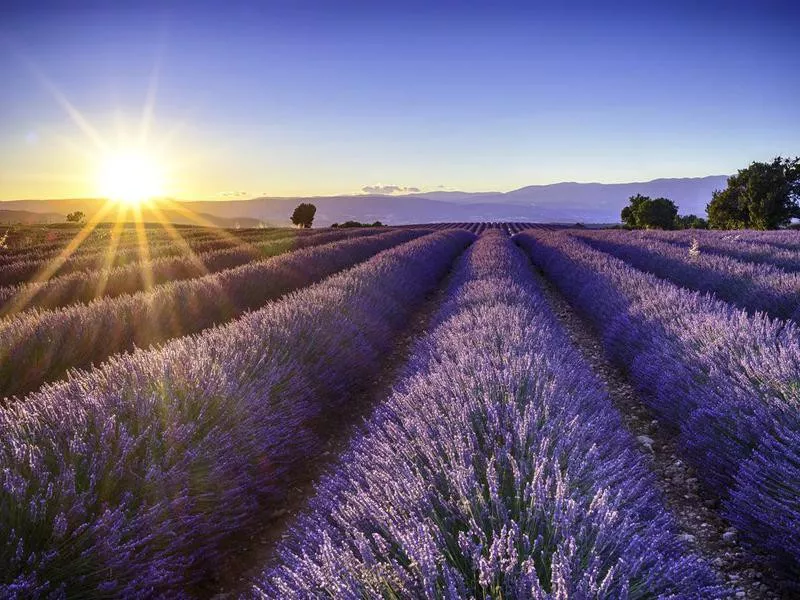 provence