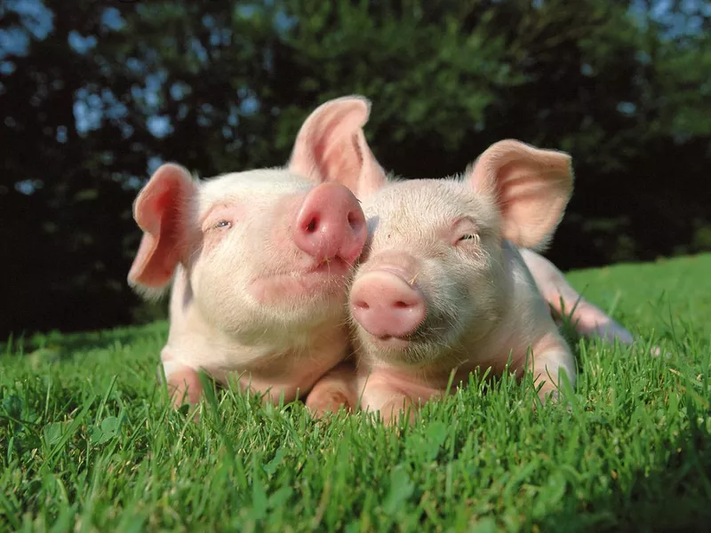 Pigs grazing on the grass field