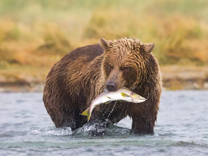 Brown Bear Fishing