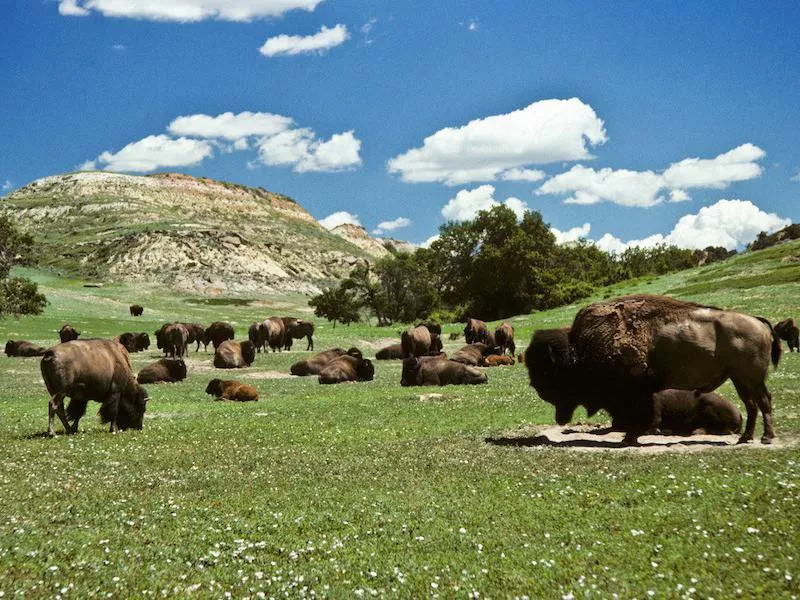 Theodore Roosevelt National Park