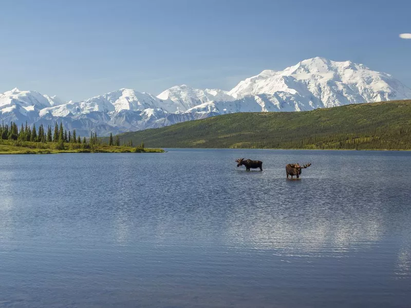 Two bull moose feeding in Wonder Lake at Denali National Park